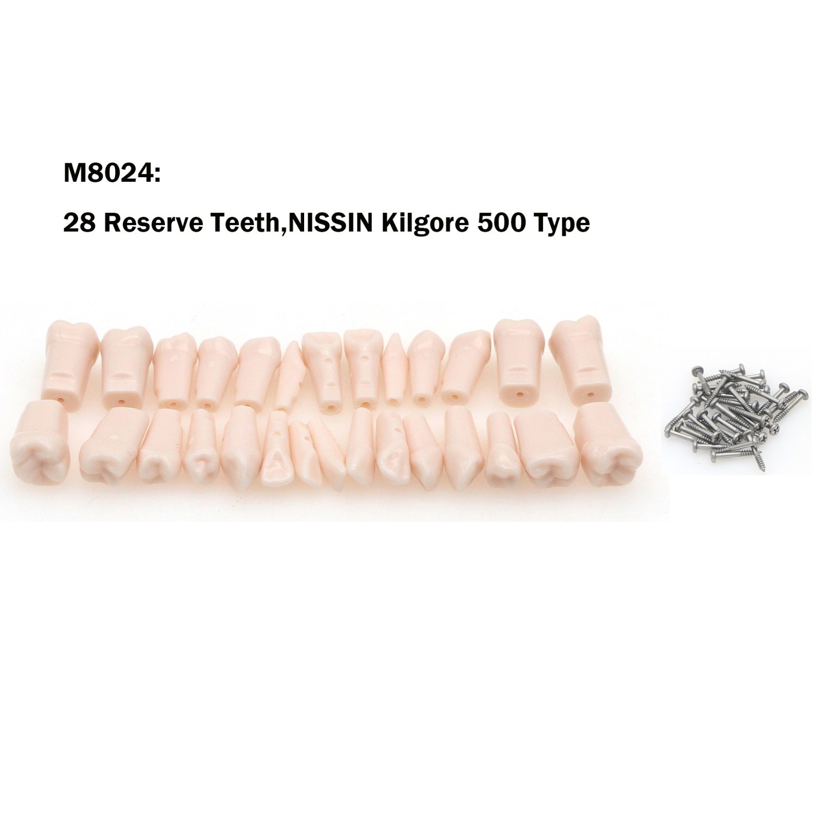 Dental Typodont Teeth Model fit Kilgore NISSIN 200/500 Type With Removable Teeth