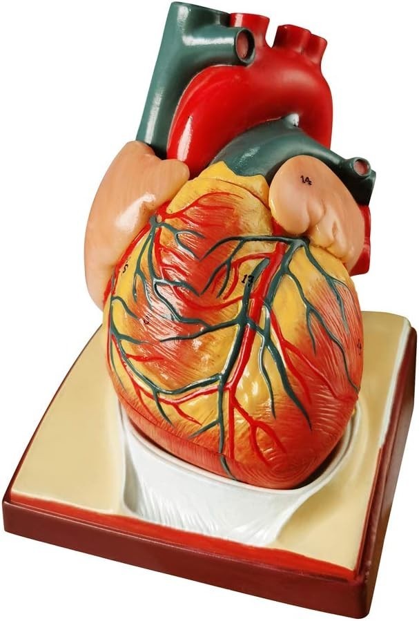 2-Parts 1:1 Anatomical Human Heart Model for Teaching Cardiology Nursing school