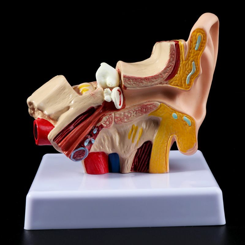 1.5 Times Life Size Human Ear Anatomy Model Organ Medical Teaching Supplies US