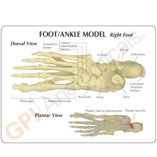 Foot Ankle Joint GPI Anatomical Model LFA #1980. Make Us an Offer! SEE VIDEO