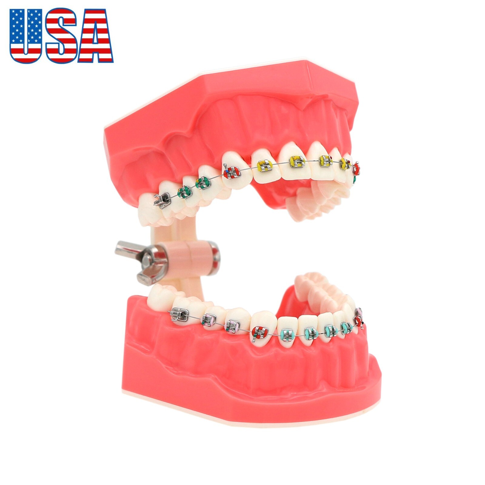 US Dental Teach Typodont Demonstration Teeth Model for Patient Study M7010-1/2