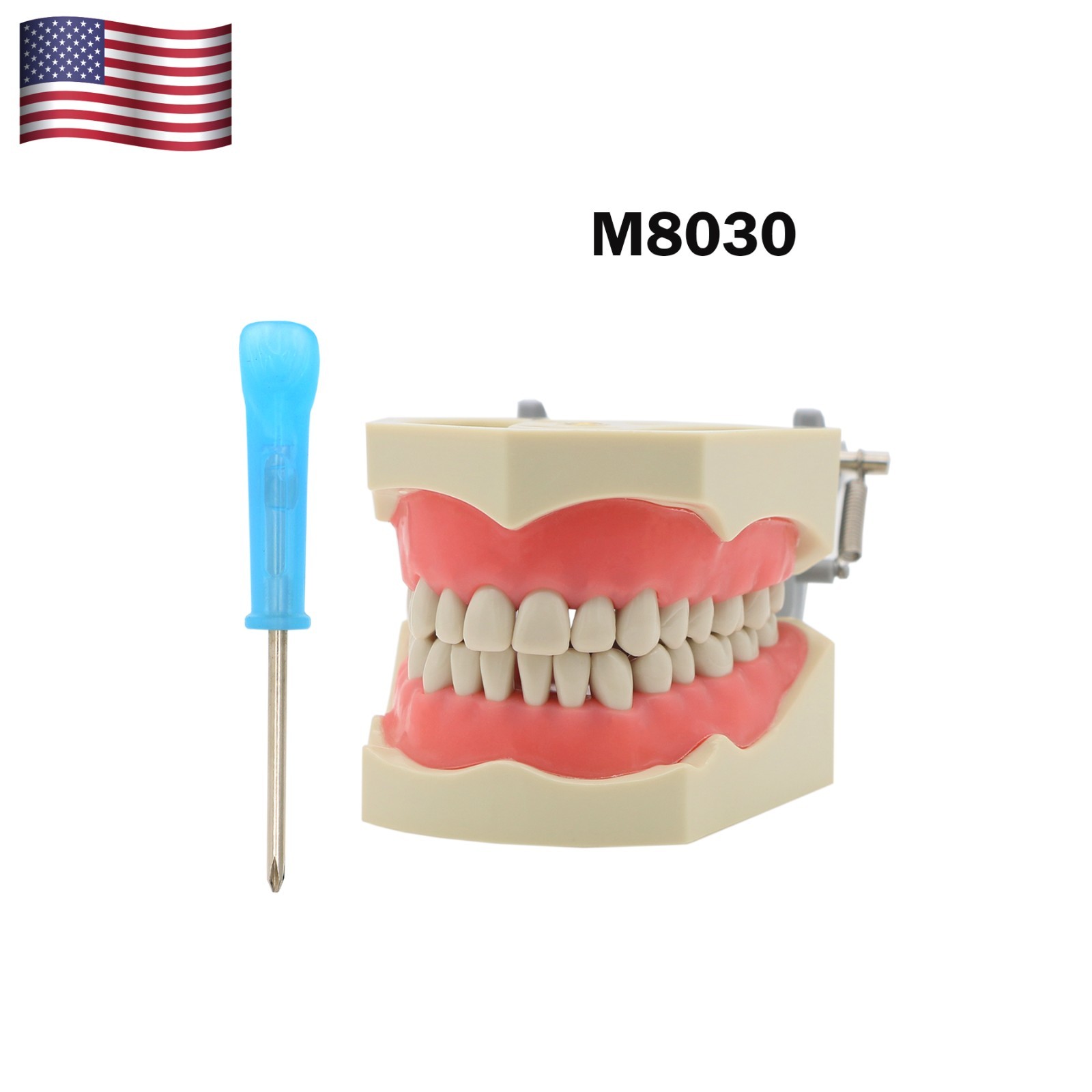 US Dental Typodont Teeth Models fit Kilgore NISSIN 200/500 Type & Columbia 860