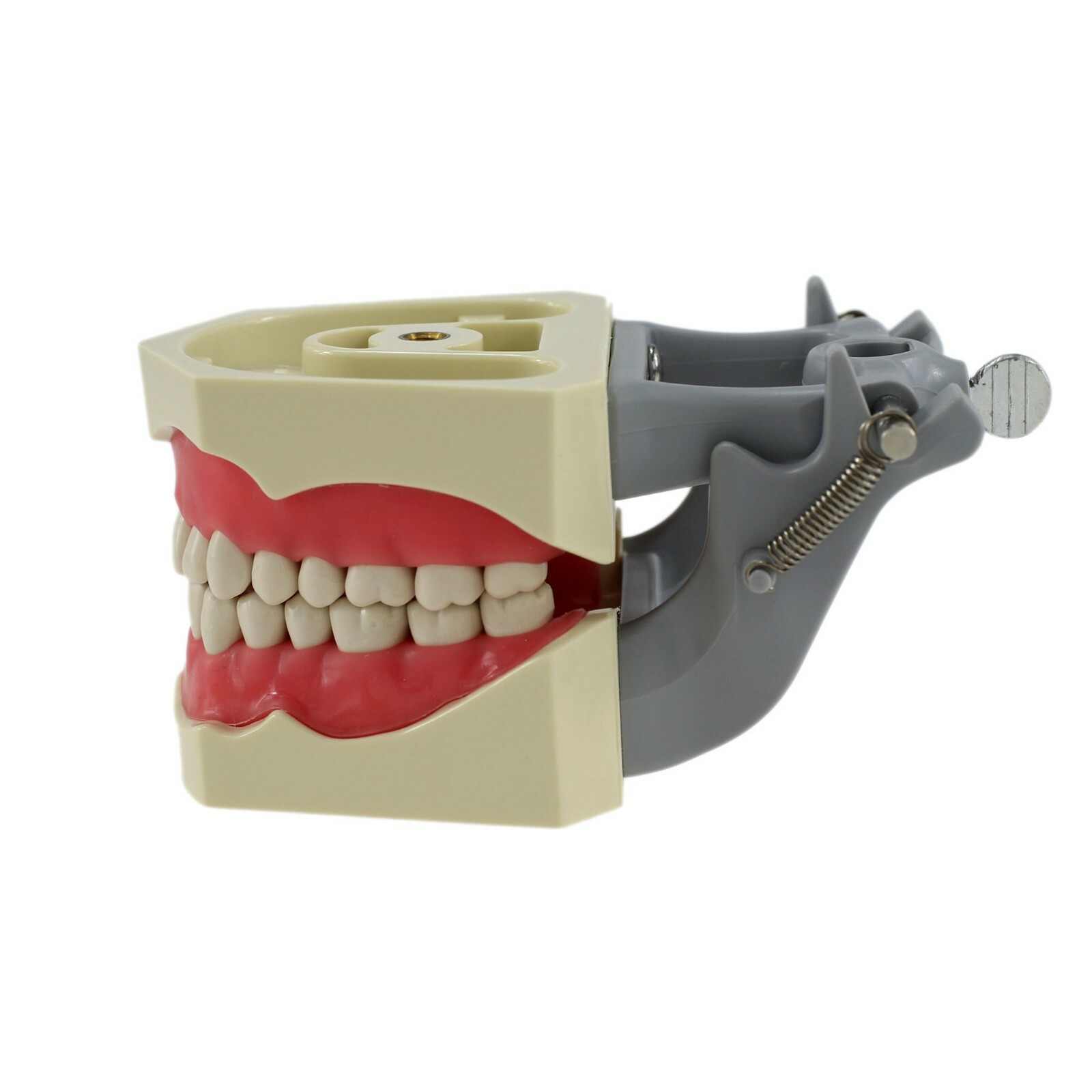 Dental Columbia 860 Style Typodont Model Mounting Pole Replacement Teeth 32 Pcs