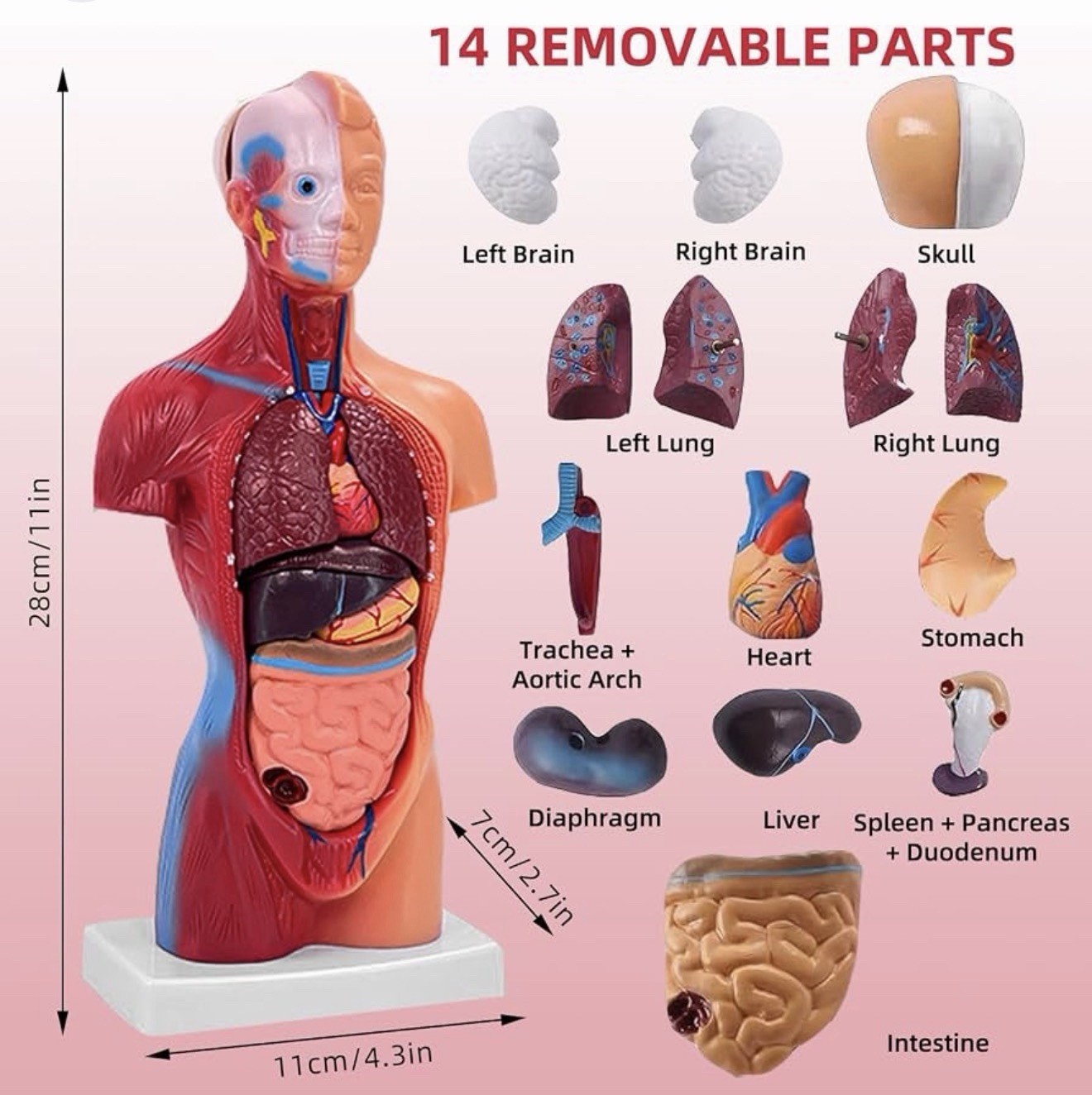 Anatomical Human 11” Torso Body Model Anatomy Internal Organs 14 Removable Parts