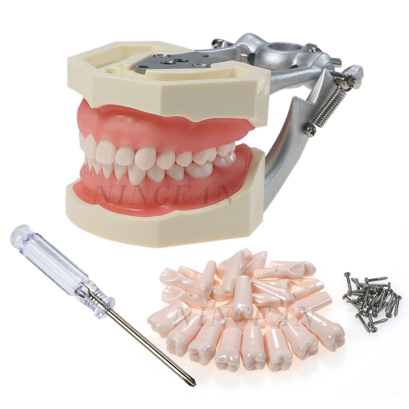 US Kilgore nissin 500 Dental 28 Teeth Model Replace Teeth typodont mounting pole
