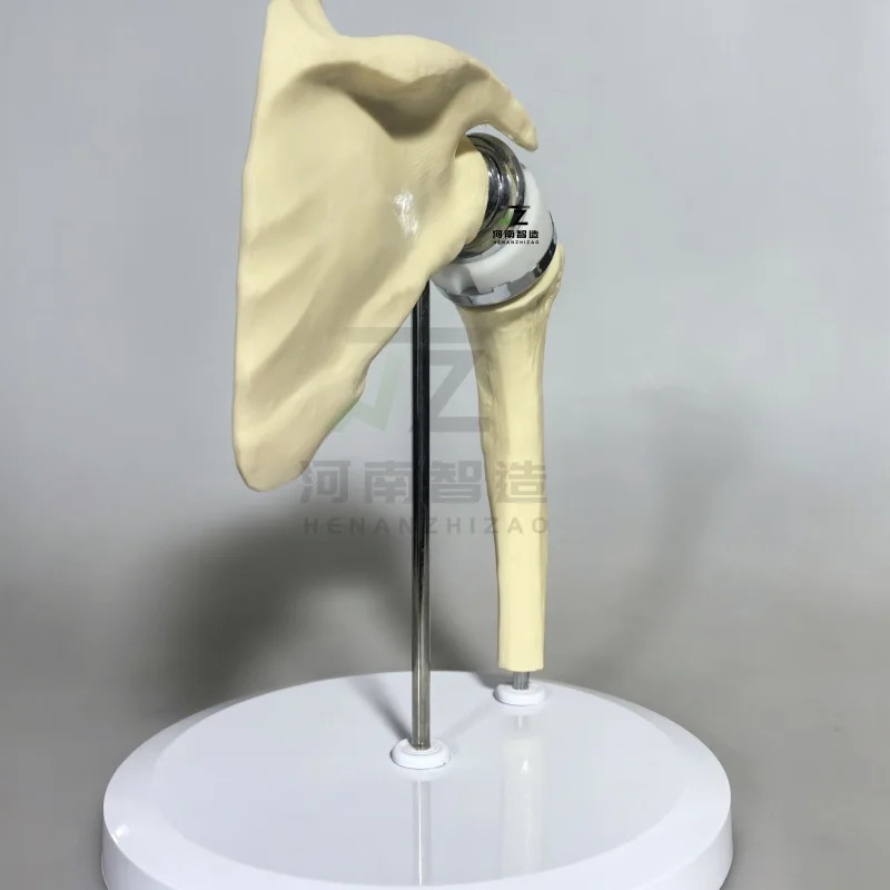 2025 New Artificial Shoulder Joint Manual Model High Quality Orthopedic Model
