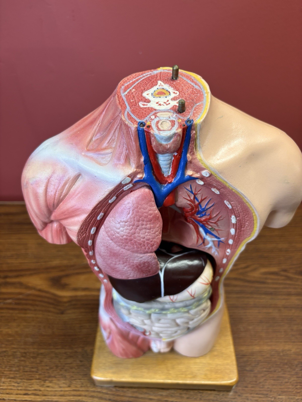 Vintage Human Anatomy Torso Model 13.5” Medical Teaching Display Missing Parts