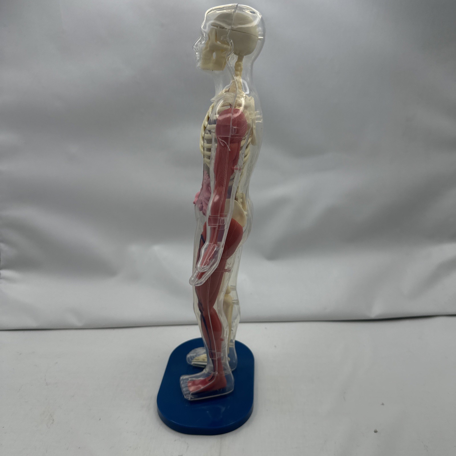 Human Body Model Anatomy Heart Brain Skeleton Muscles Lungs Student 13″