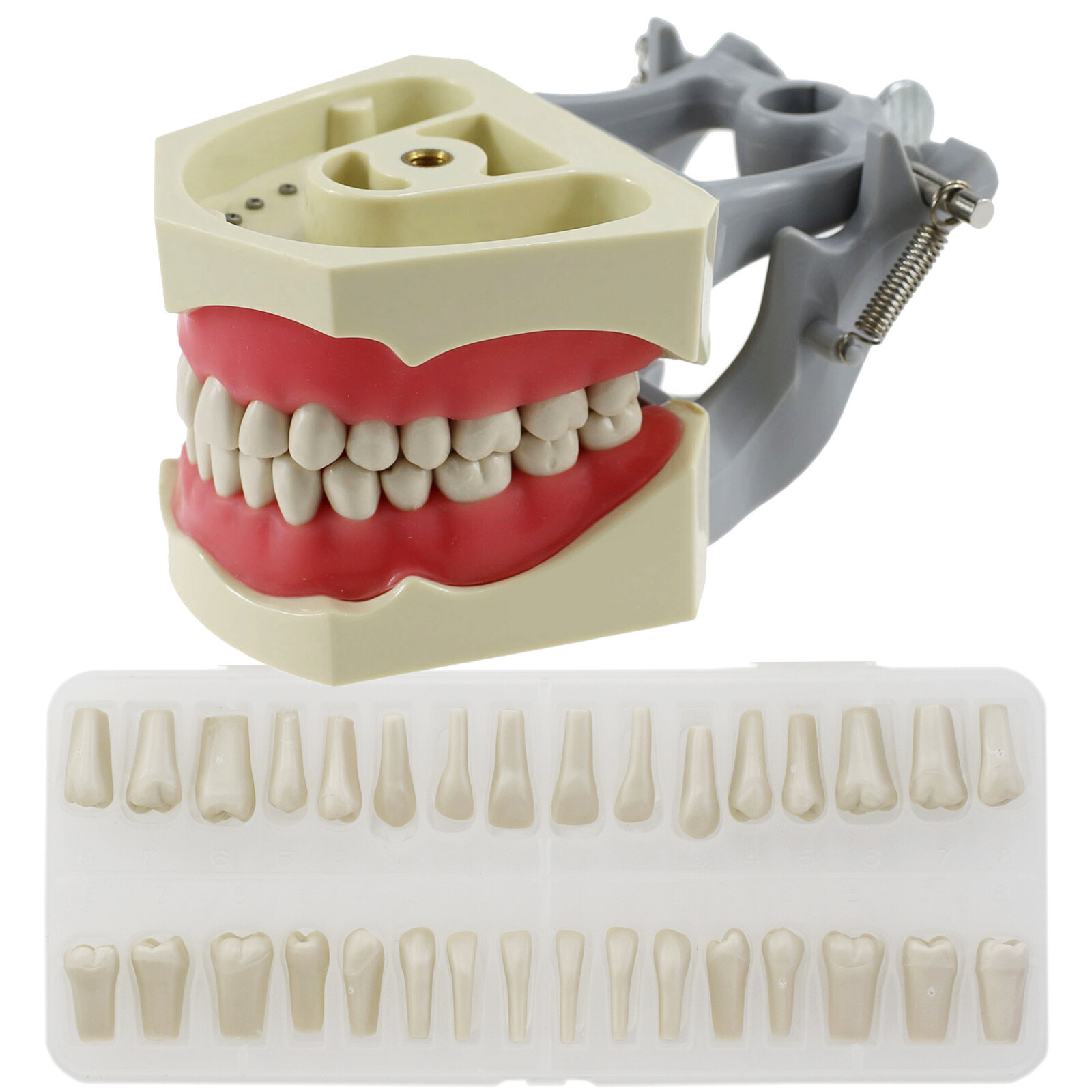 Dental Columbia 860 Style Typodont Model Mounting Pole Replacement Teeth 32 Pcs