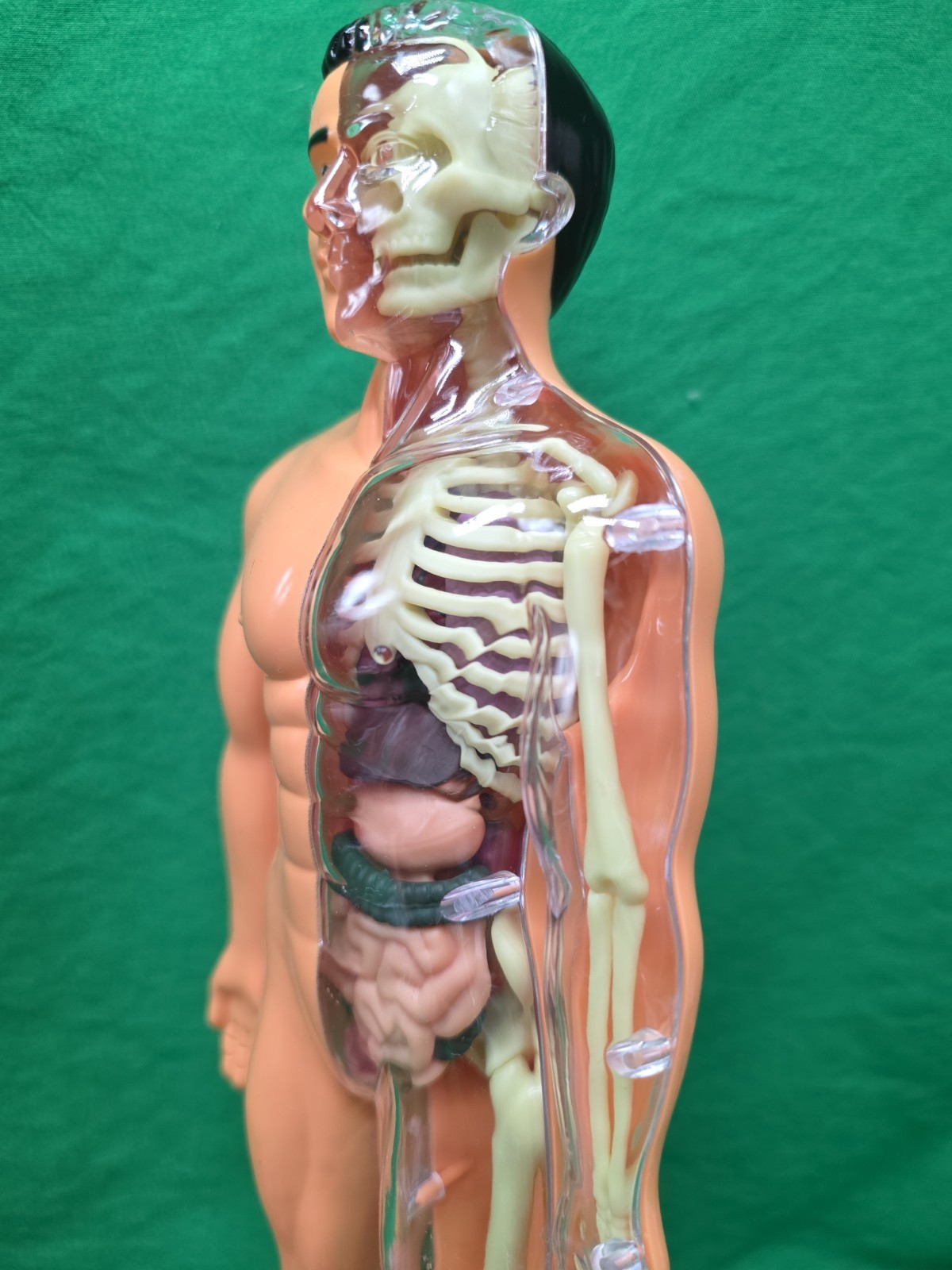 Human Body Model Anatomy Heart Skeleton Lungs Student 11.5″