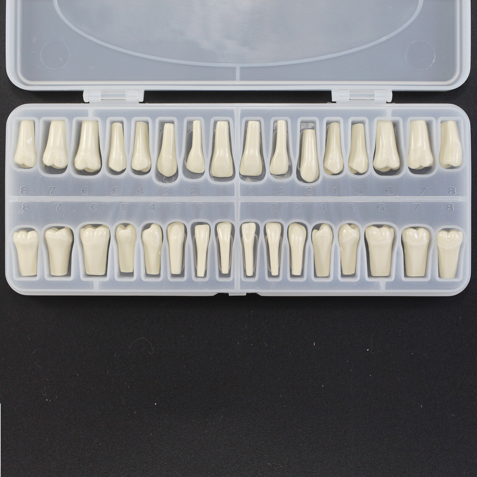 Dental Columbia 860 Style Typodont Model Mounting Pole Replacement Teeth 32 Pcs
