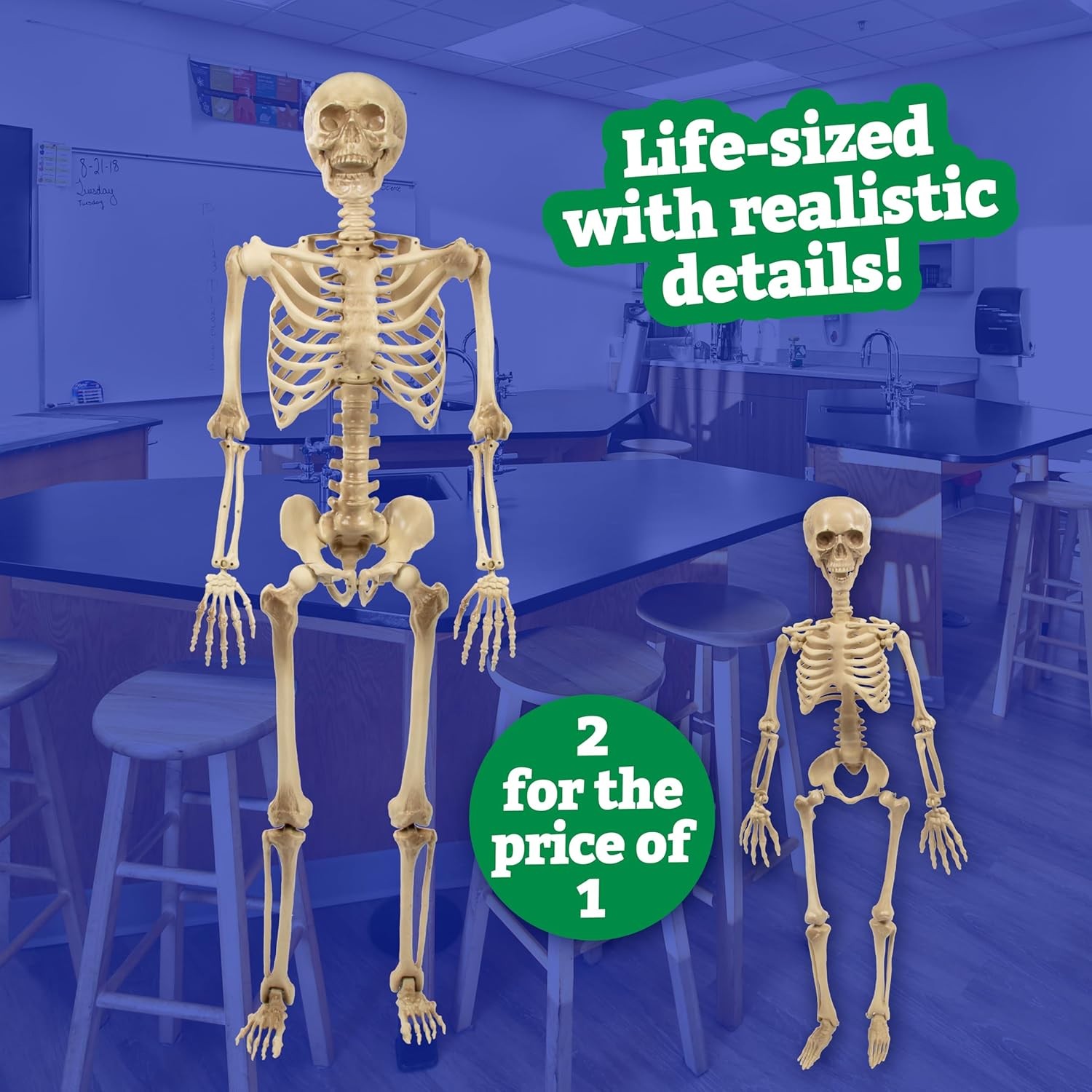 Life Size Human Skeleton Model for Anatomy Study- Scientific Body w Gray