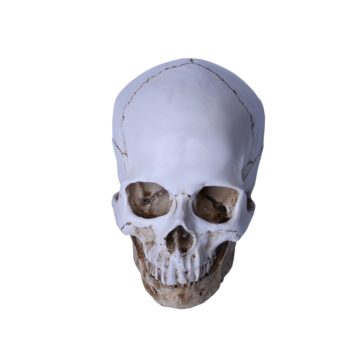 Lifesize Realistic Human Skull Replica Resin Model Anatomical Halloween Decor s