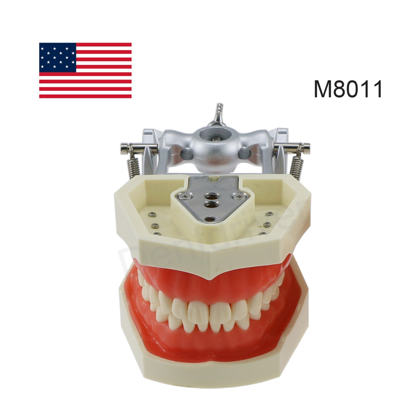 US Dental Typodont Model Mounting Pole Compatible with Columbia/Kilgore/Nissin
