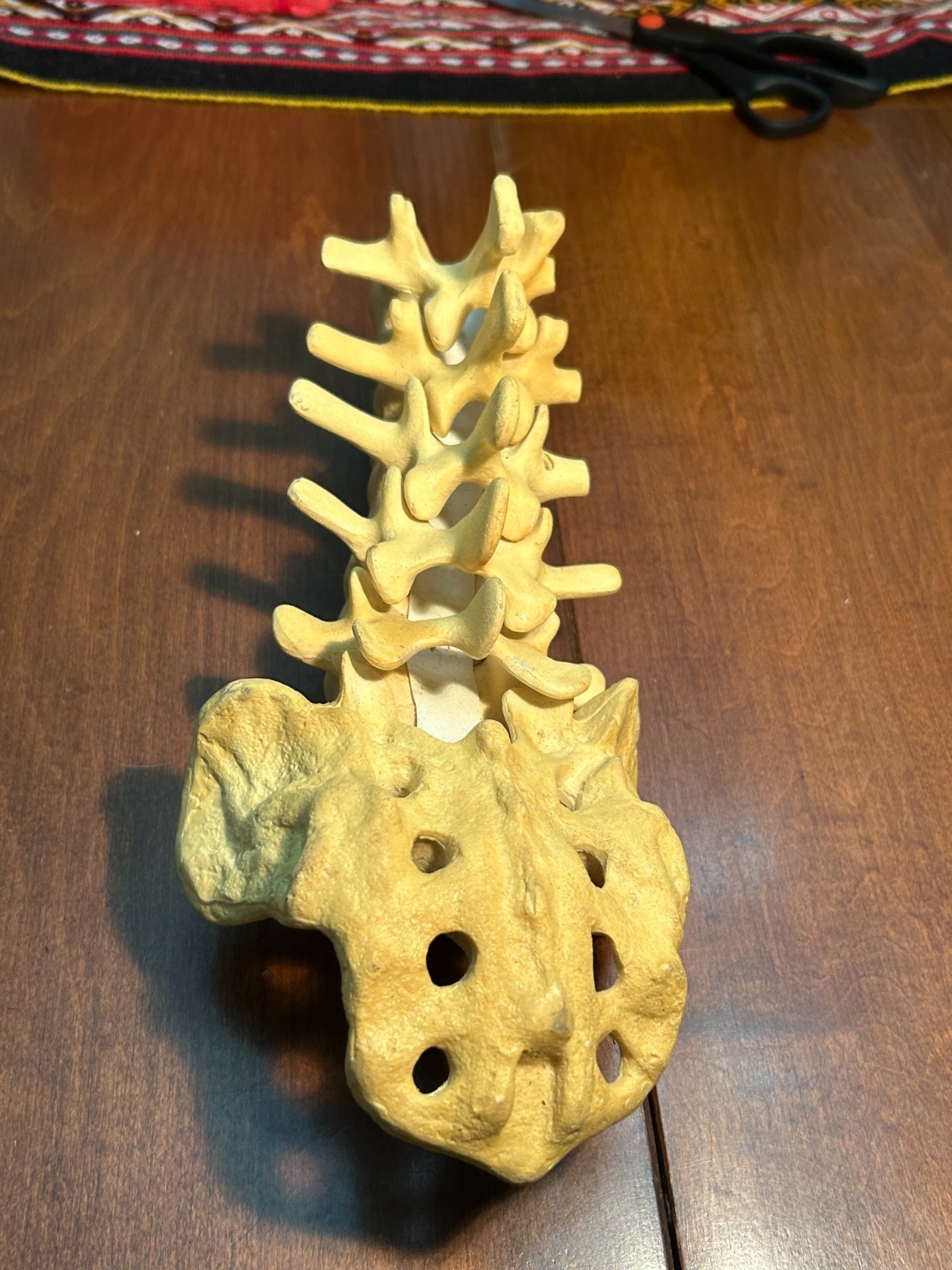 Sawbones Lumbar Spine Sacrum Model L1-L5 Vertebrae Orthopedic Medical Anatomy