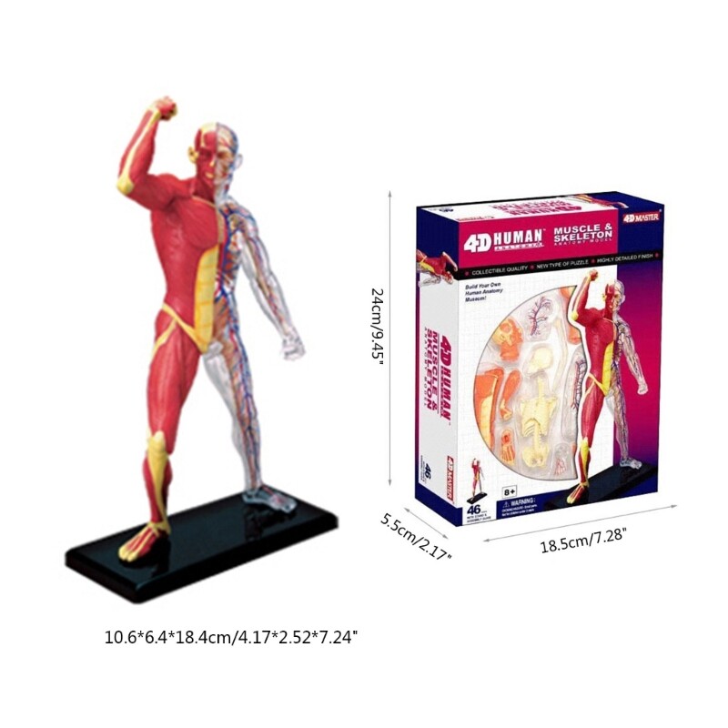 Human Muscle Anatomy Model Body Medical Science Model for Education Teaching