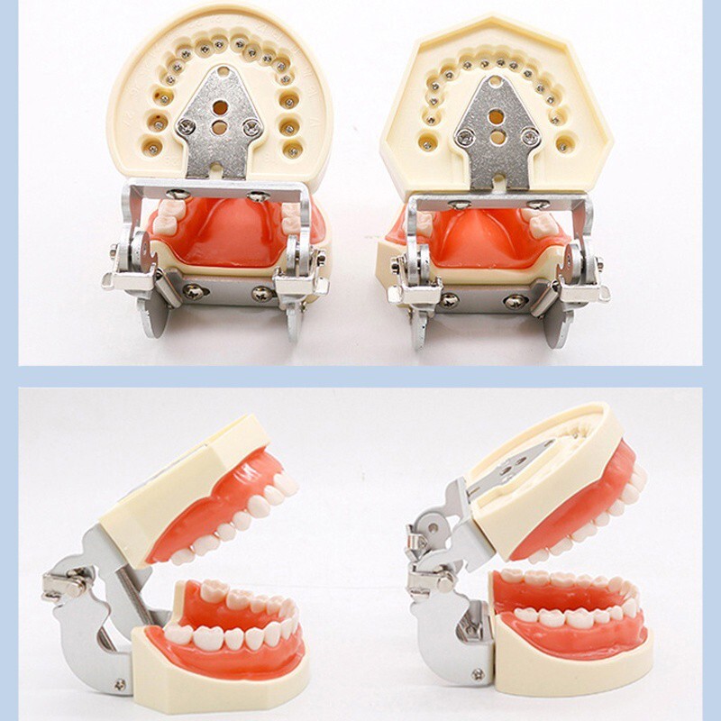 28/32 Dental Typodont Teeth Model Removable Teeth Soft Gingiva Teaching Model