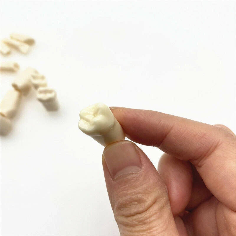 Dental Typodont Teeth Replacement Set of 28 Teeth Kilgore Nissin 500 Fit Screws