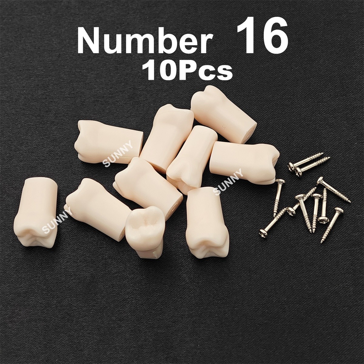 Dental Typodont Replacement Screw-in Teeth Model fit Kilgore NISSIN 200/500 Type