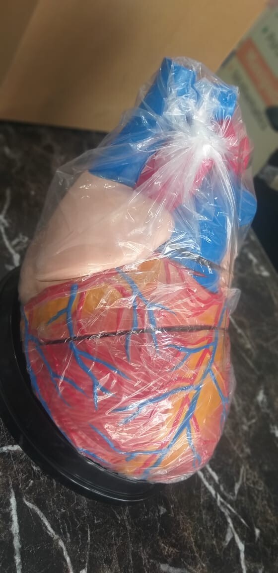 Human Heart Anatomical Jumbo Model (Made In India)