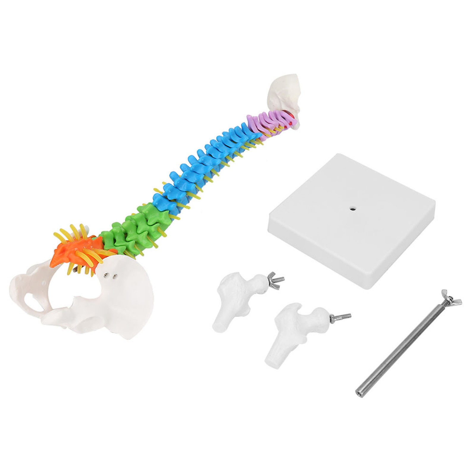 Life Size Flexible Human Spine Model For School Teaching FIS