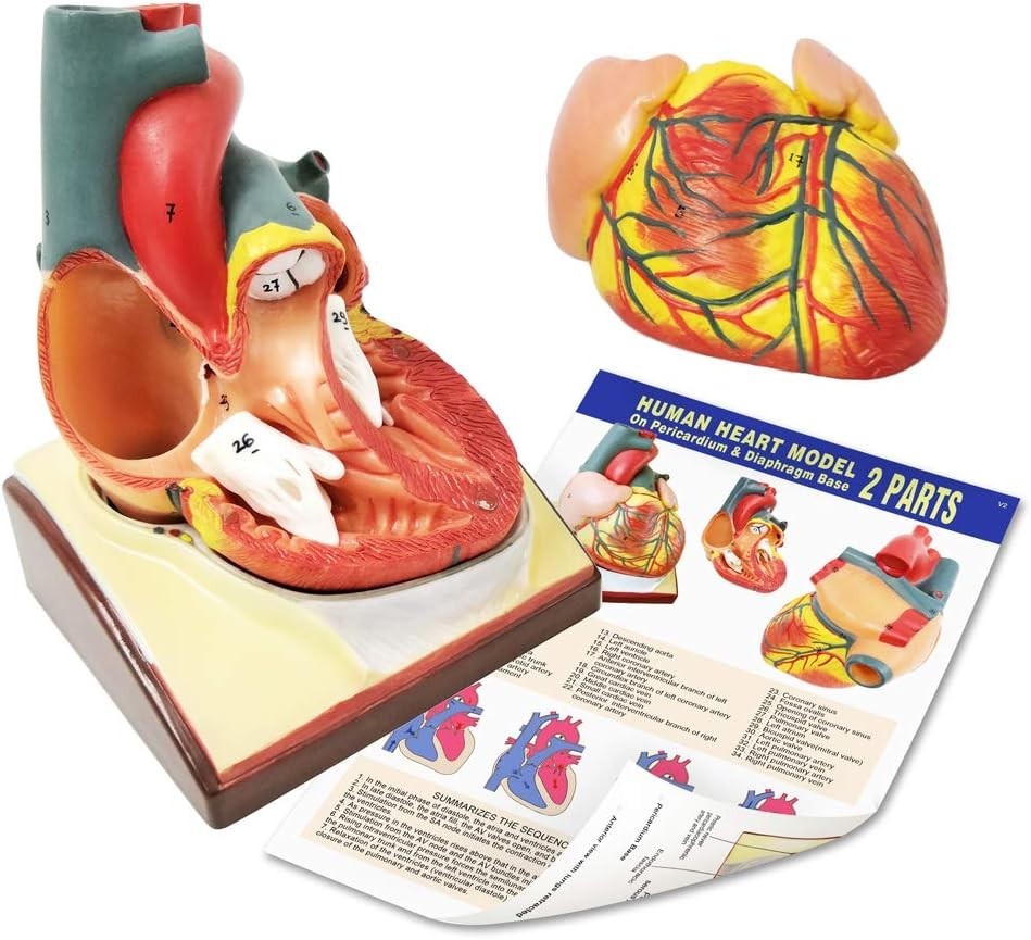 2-Parts 1:1 Anatomical Human Heart Model for Teaching Cardiology Nursing school