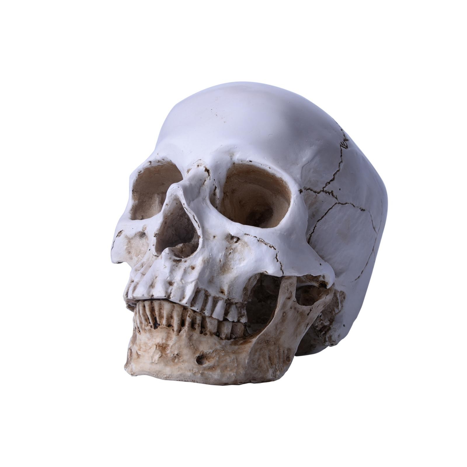 1:1 Resin Replica Life Human Anatomy Skull Collectable Bar Decoration Teaching