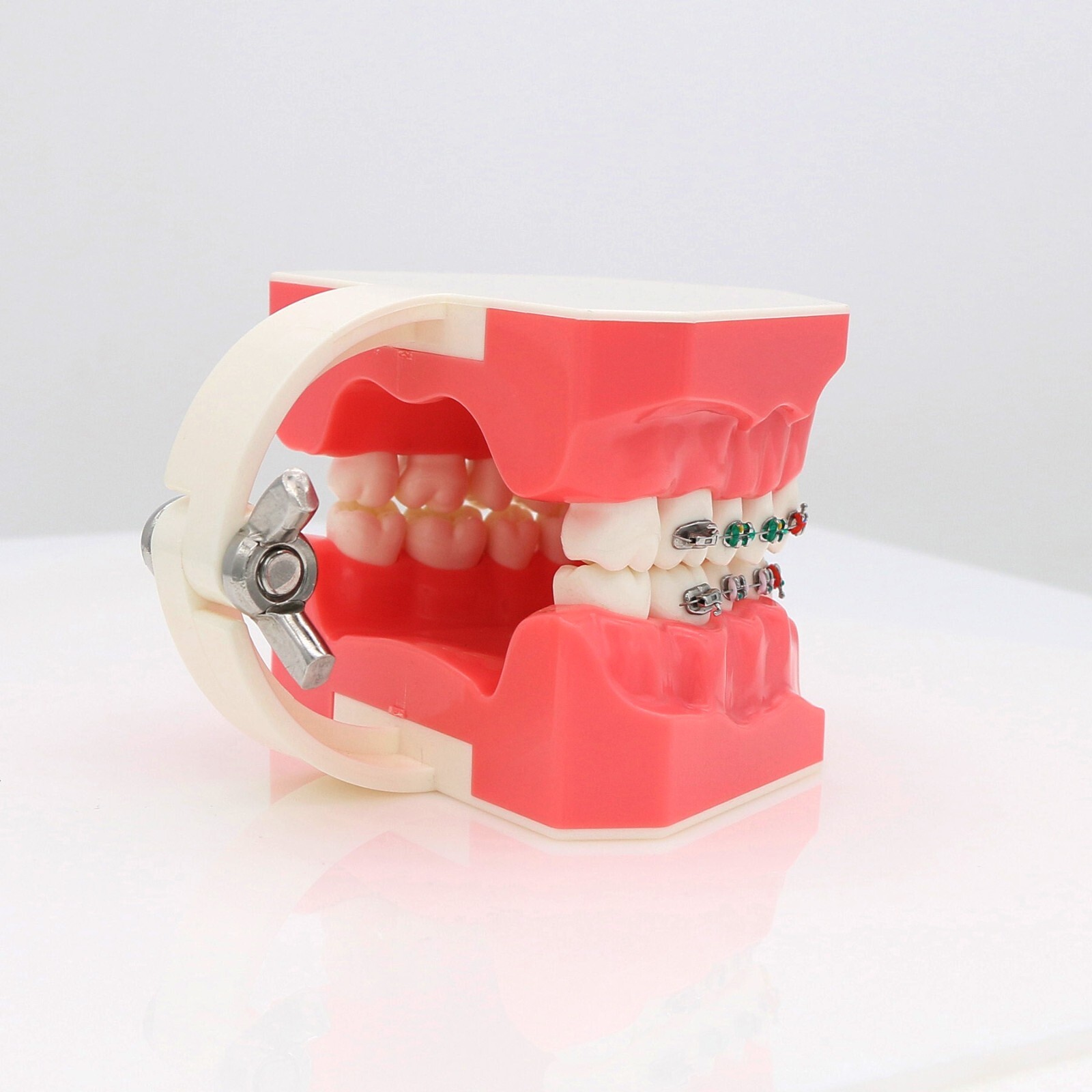 US Dental Teach Typodont Demonstration Teeth Model for Patient Study M7010-1/2