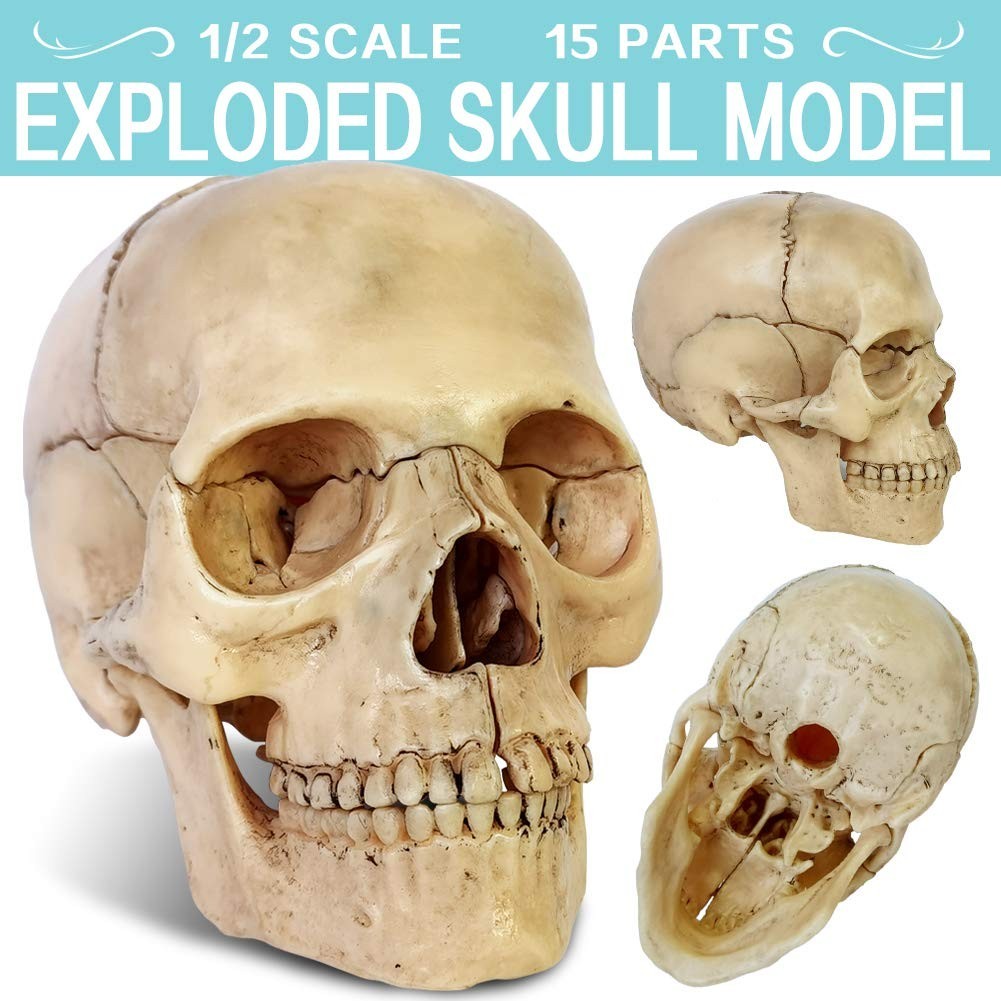 Nuevo modelo craneo anatomico despiezado modelo craneo medico humano Ensenanza