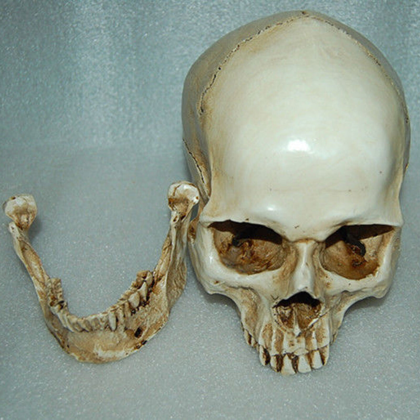 Lifesize Realistic Human Skull Replica Resin Model Anatomical Halloween Decor s