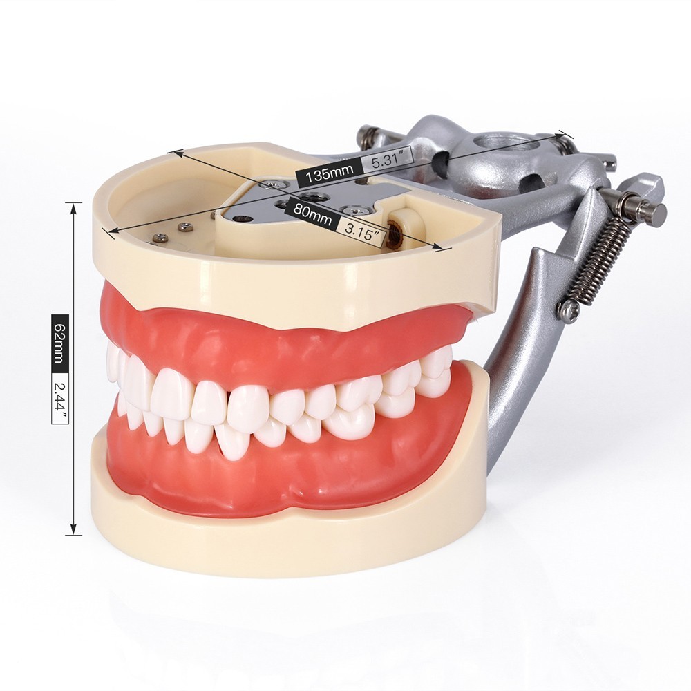 Dental Typodont Model With Removable Screw-in Teeth Anatomical Screw Mounted