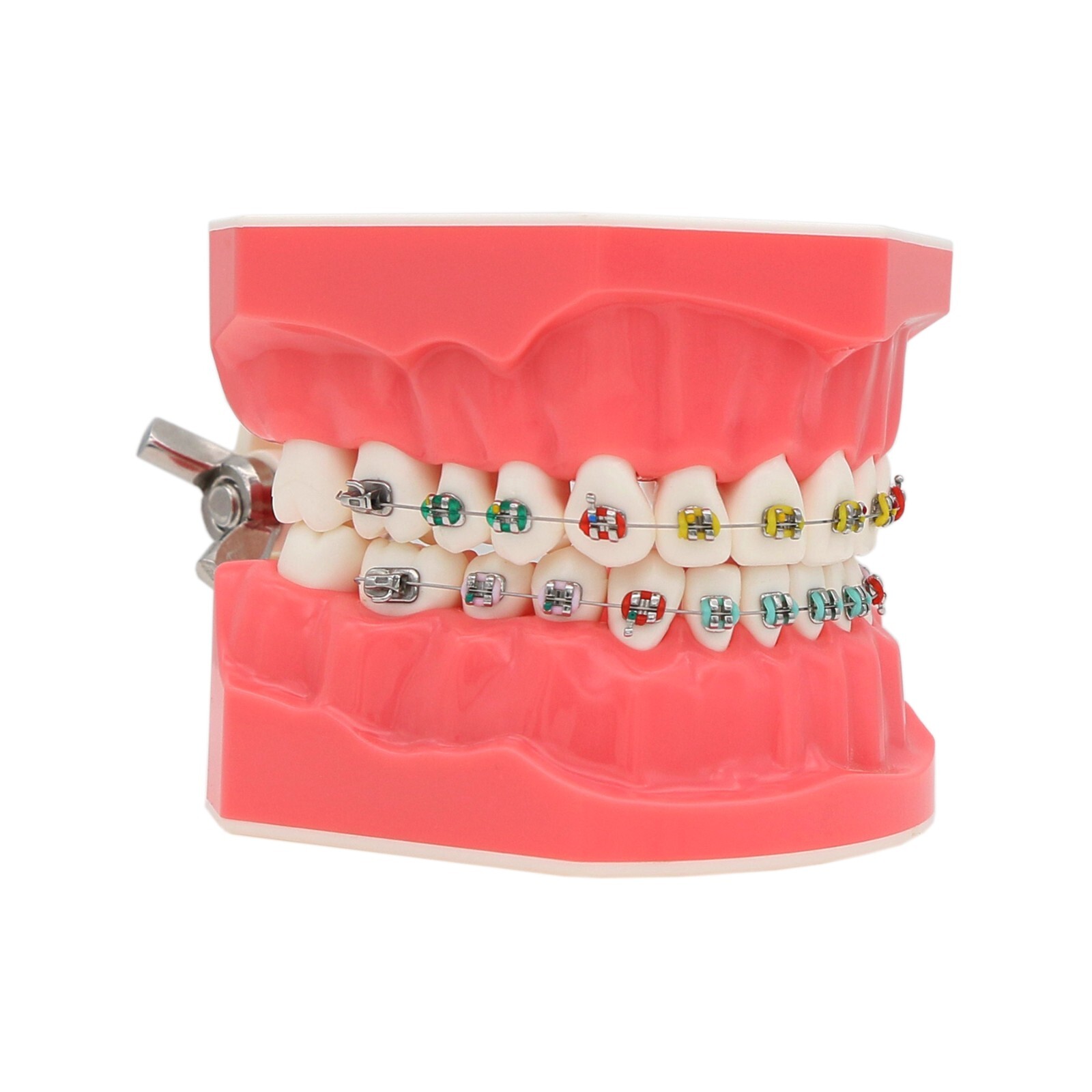 US Dental Teach Typodont Demonstration Teeth Model for Patient Study M7010-1/2