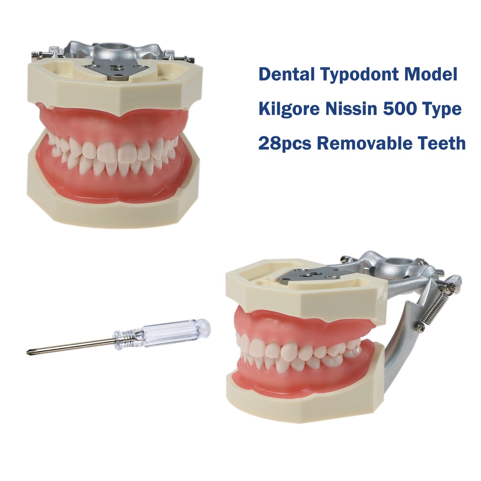 US Kilgore nissin 500 Dental 28 Teeth Model Replace Teeth typodont mounting pole