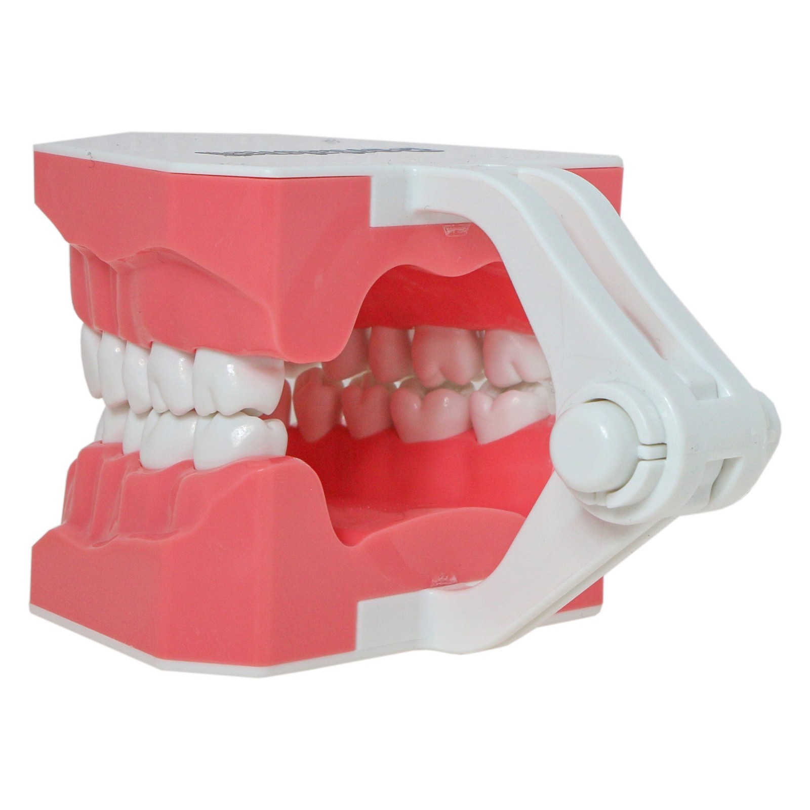 Dental Brushing Flossing Practice Teeth Typodont Model Teaching Studying M7010-1