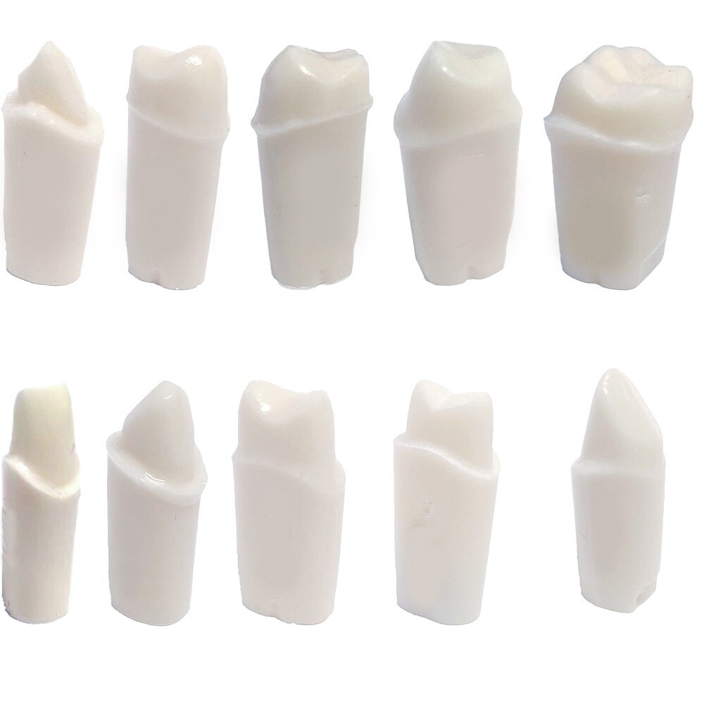 Crown Prepped Ivorine Teeth For Typodont 200 – 5 or 10 PACK Compatible w Nissin