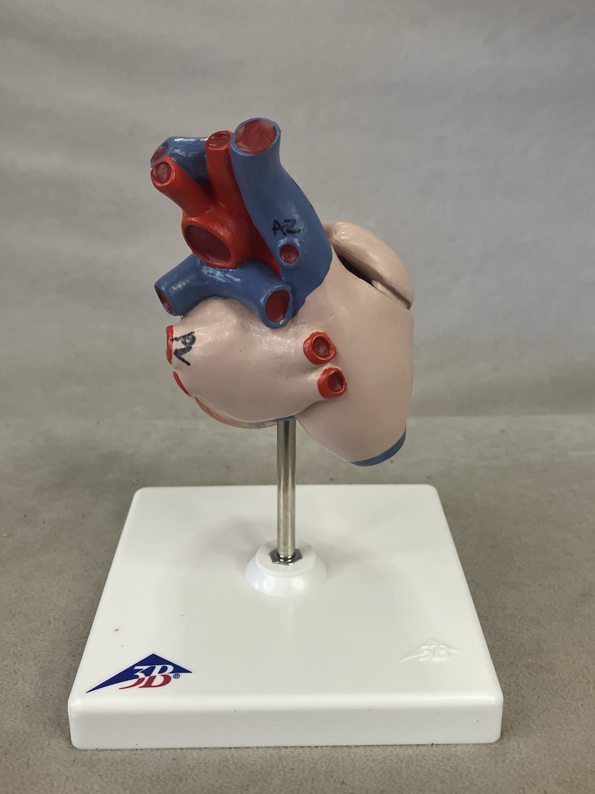 3B Scientific G08 Classic Human Heart Model, 2 part Anatomical Model