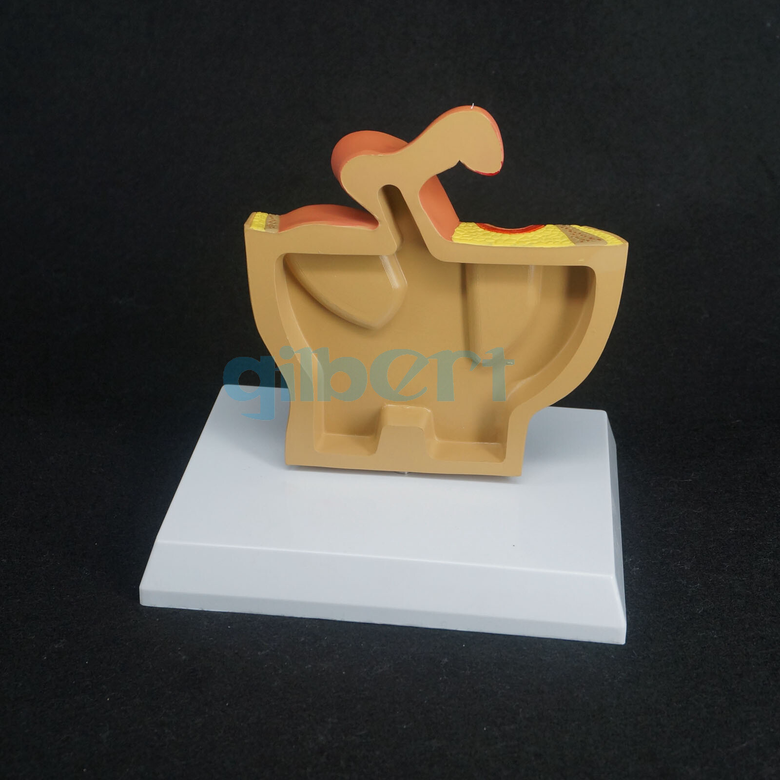 Female Pelvic Gynecological Model Urinary System for Medical Science Teaching
