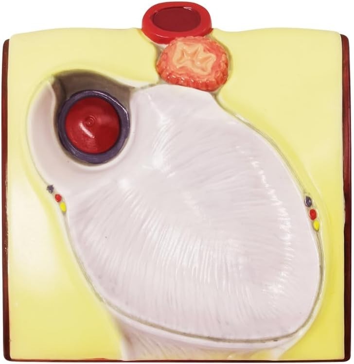 2-Parts 1:1 Anatomical Human Heart Model for Teaching Cardiology Nursing school