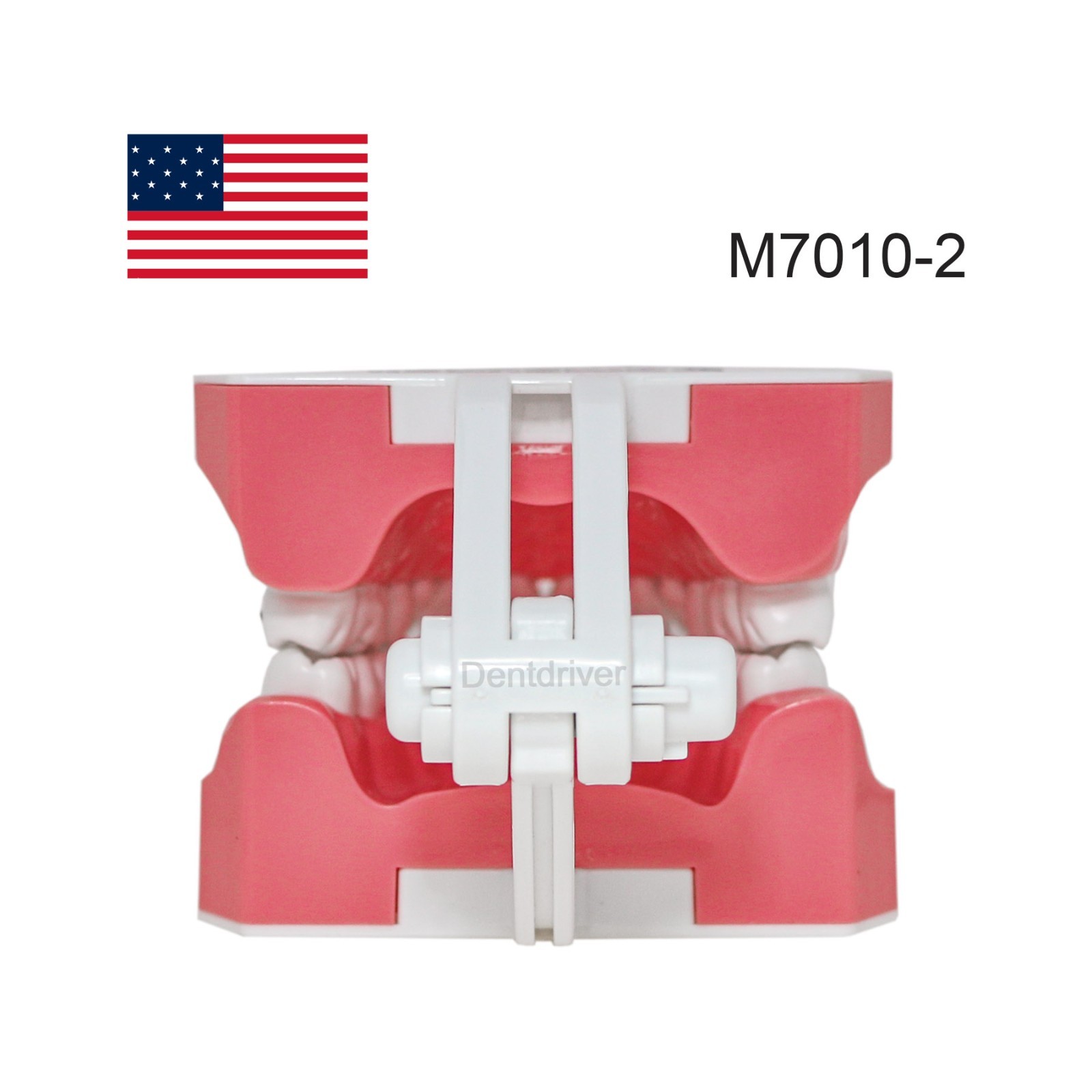US Orthodontic Typodont 1:1 Teeth Model M7010-2 Fixed Brackets Braces Teaching