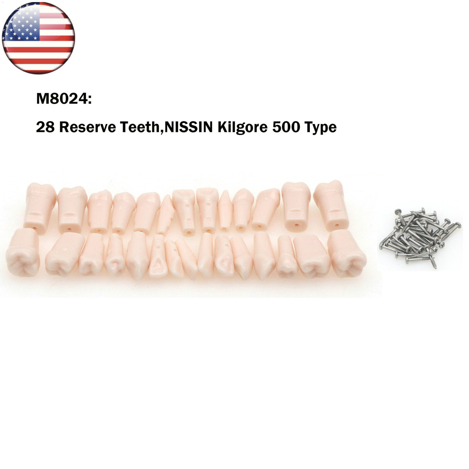 Kilgore Nissin 200/500 Dental Typodont Model With Removable Teeth Mounting Pole