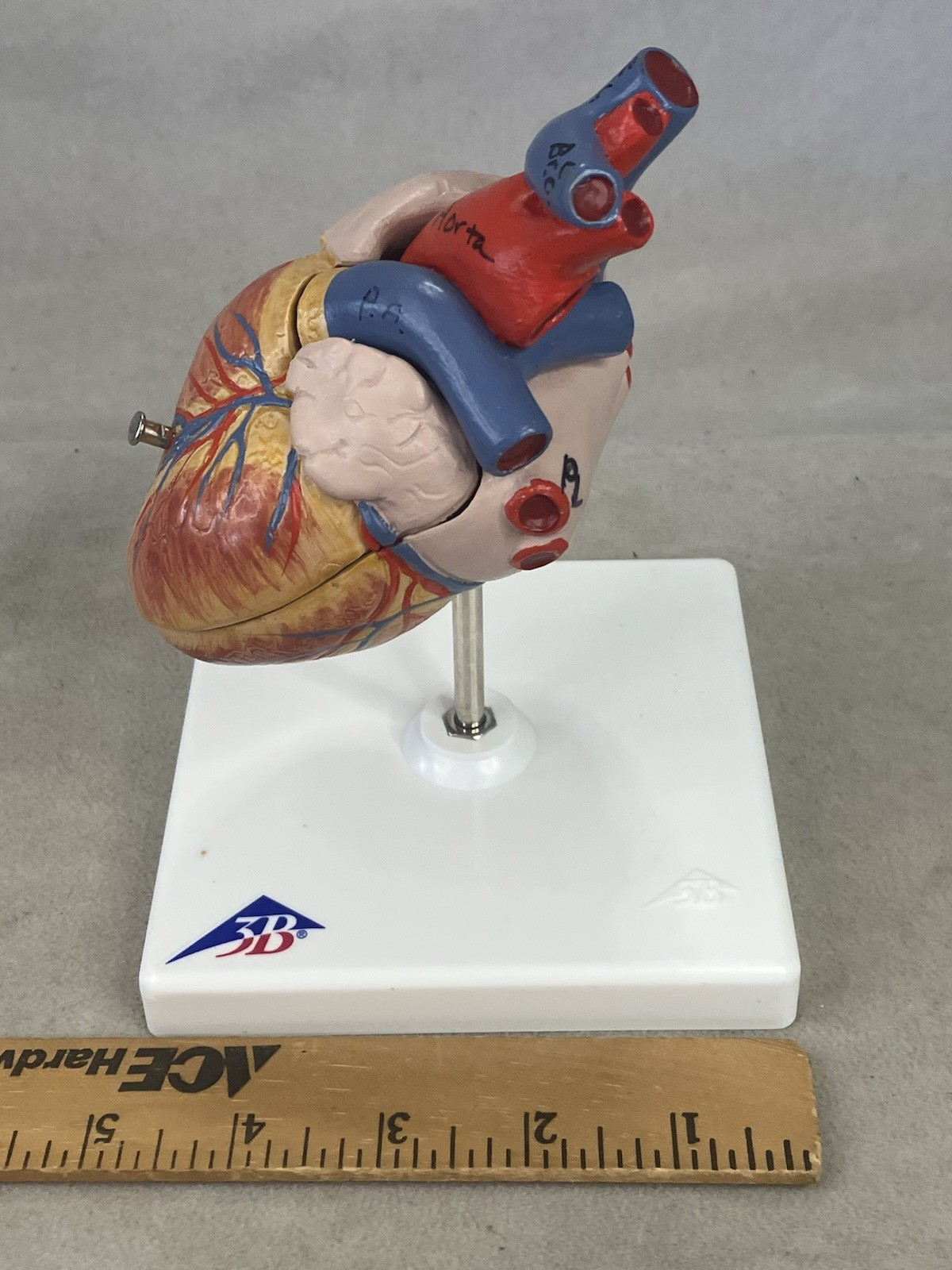 3B Scientific G08 Classic Human Heart Model, 2 part Anatomical Model