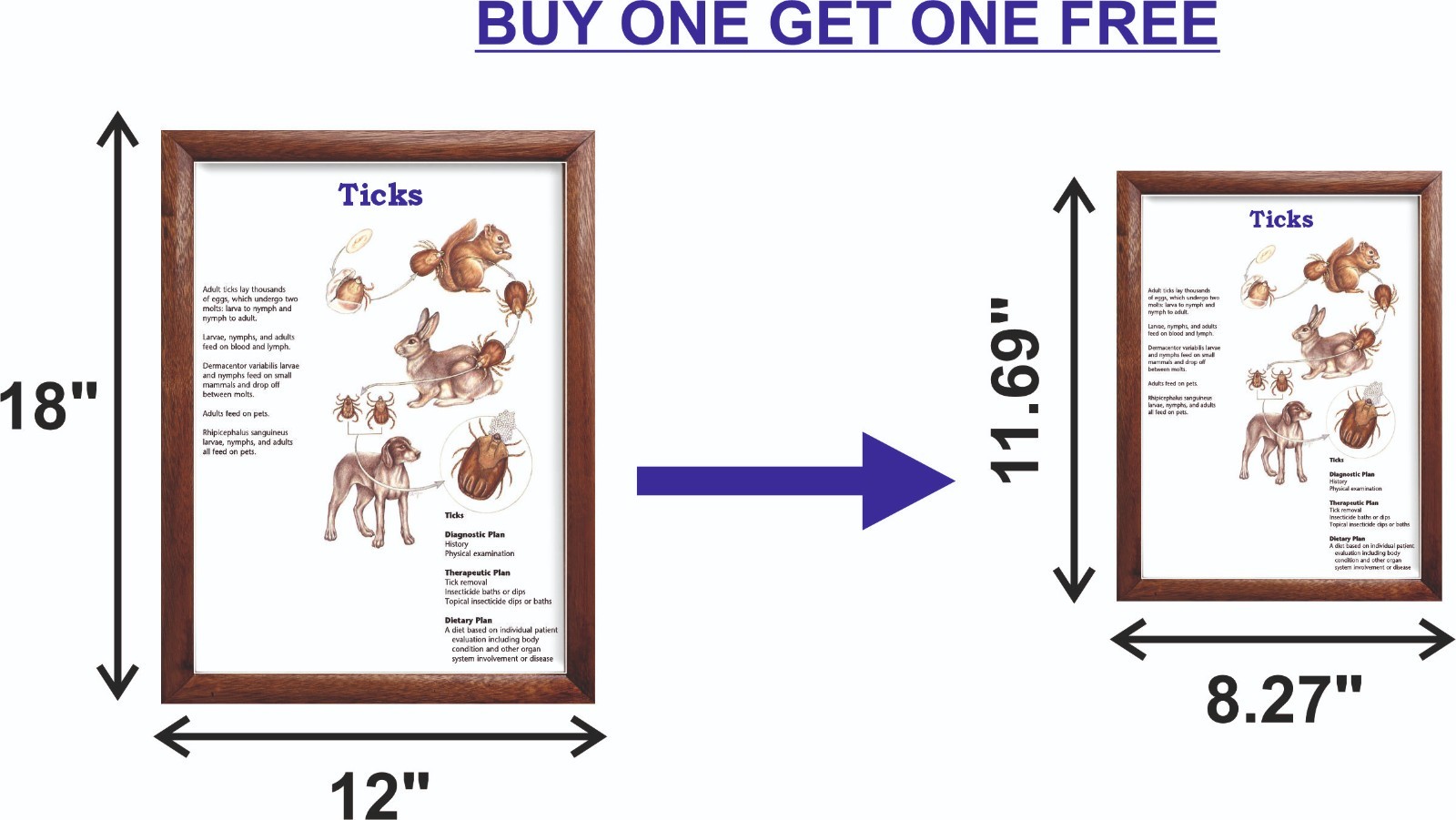 Ticks Chart 12×18 inches