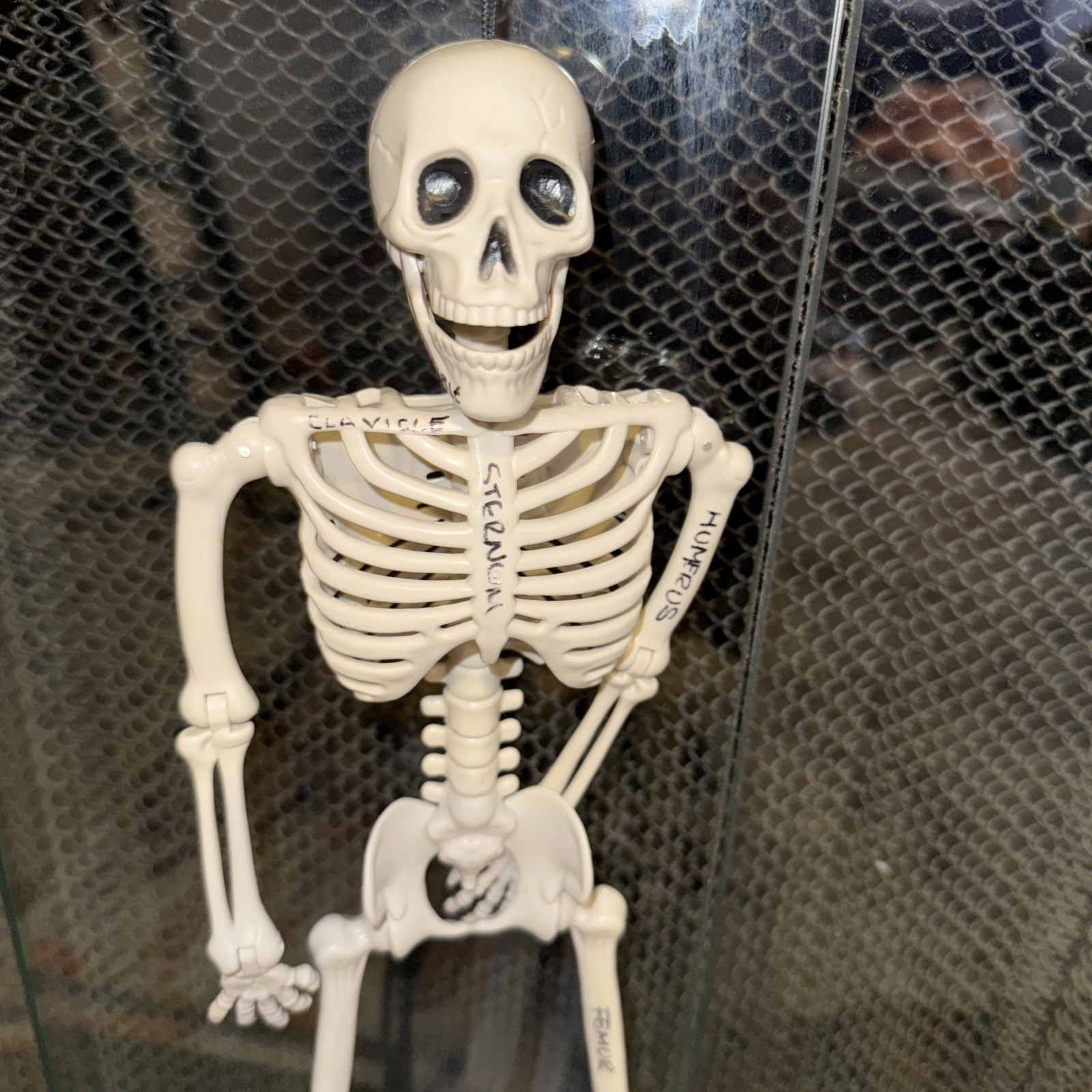 Human Model Skeleton Plastic Anatomical Moving Joints 16″ Halloween Educational
