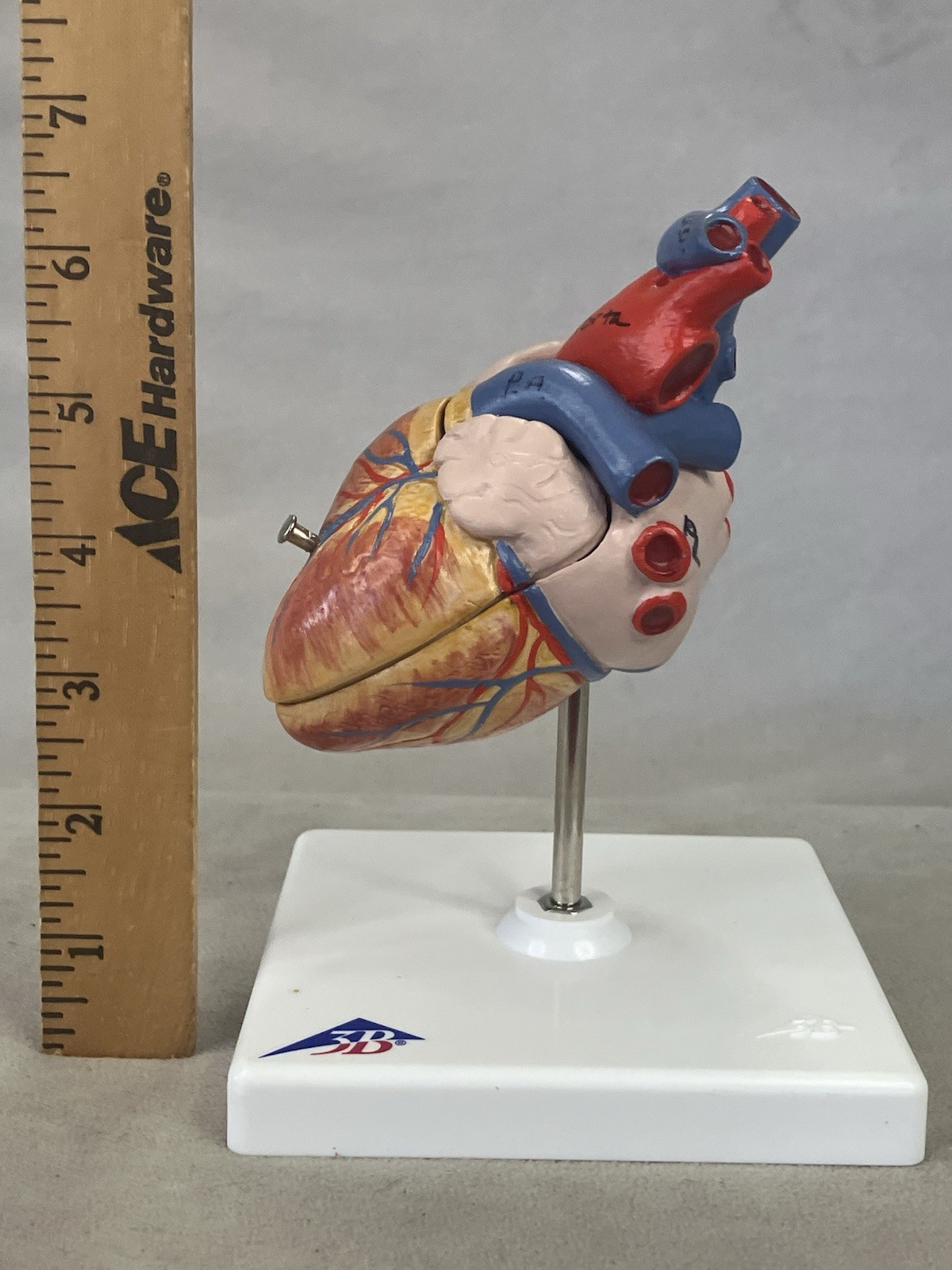 3B Scientific G08 Classic Human Heart Model, 2 part Anatomical Model