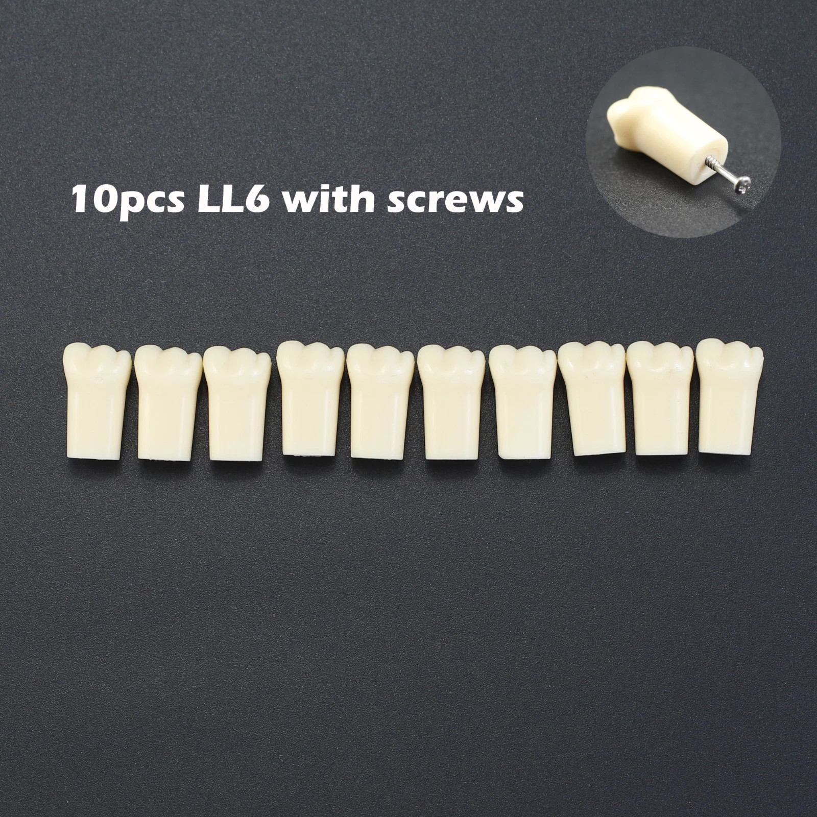 Kilgore NISSIN 200 Dental Typodont Individual Teeth Replacement for 32 Teeth