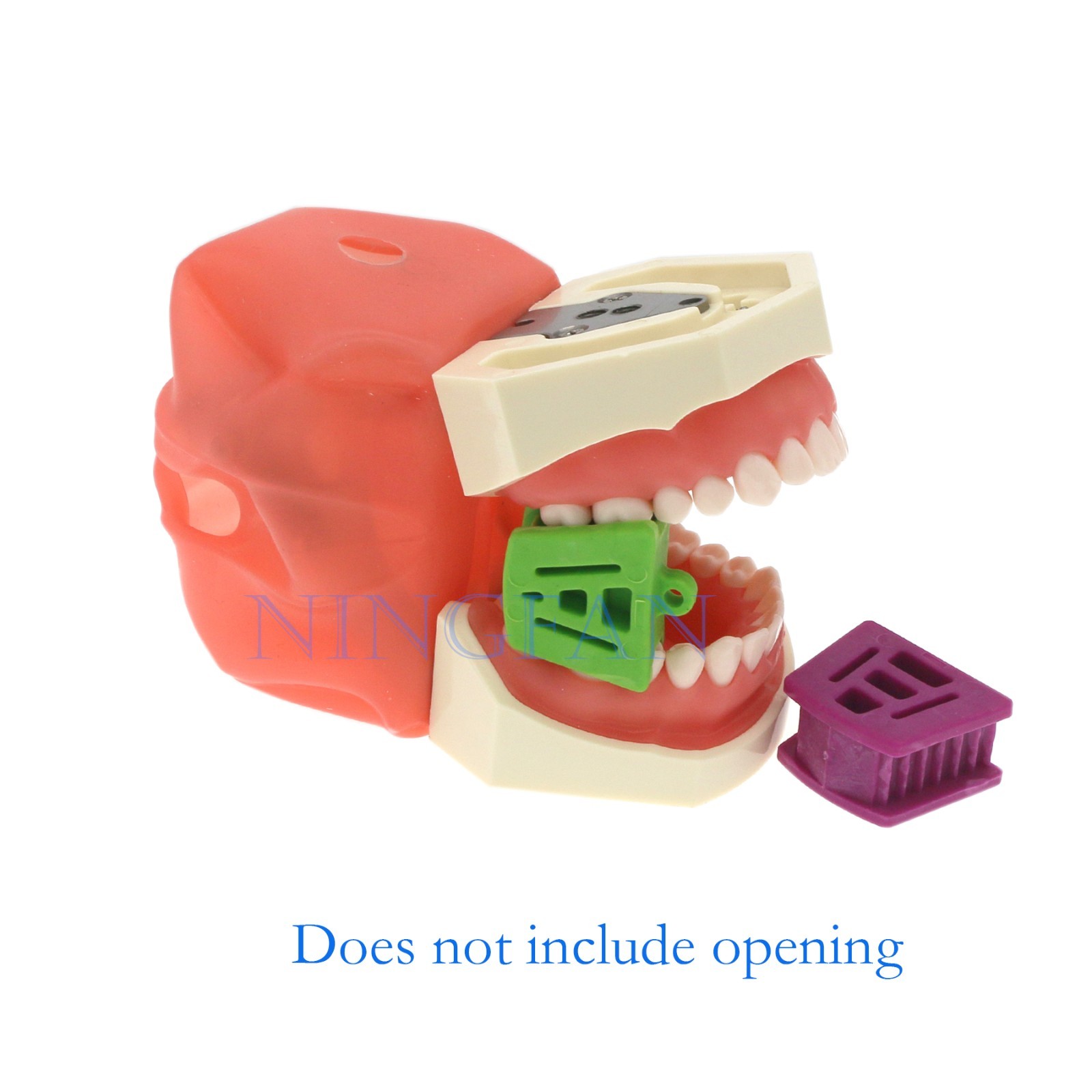 US Kilgore nissin 500 Dental 28 Teeth Model Replace Teeth typodont mounting pole