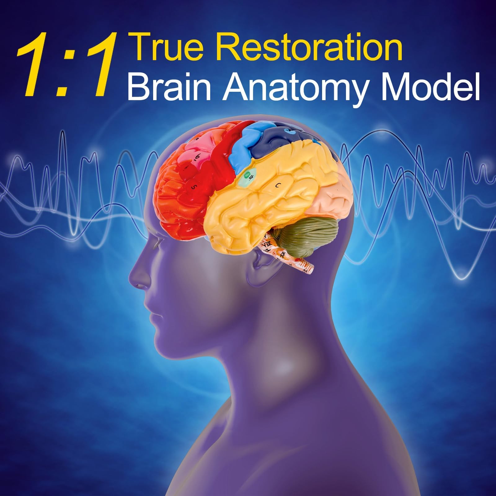 ZENFUN Life-Size Human Brain Anatomical 8*6.7*5.9 inches, Red, Blue, Yellow,