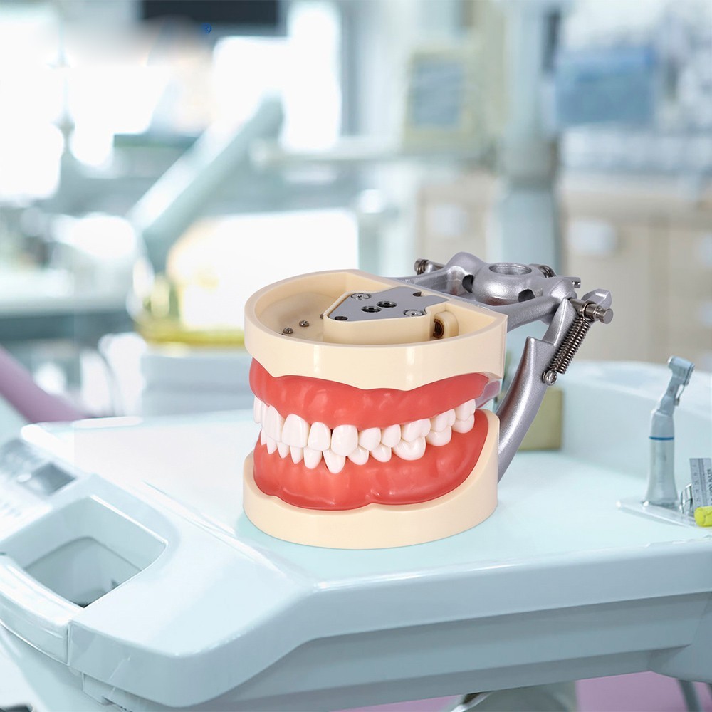 Dental Typodont Model With Removable Screw-in Teeth Anatomical Screw Mounted