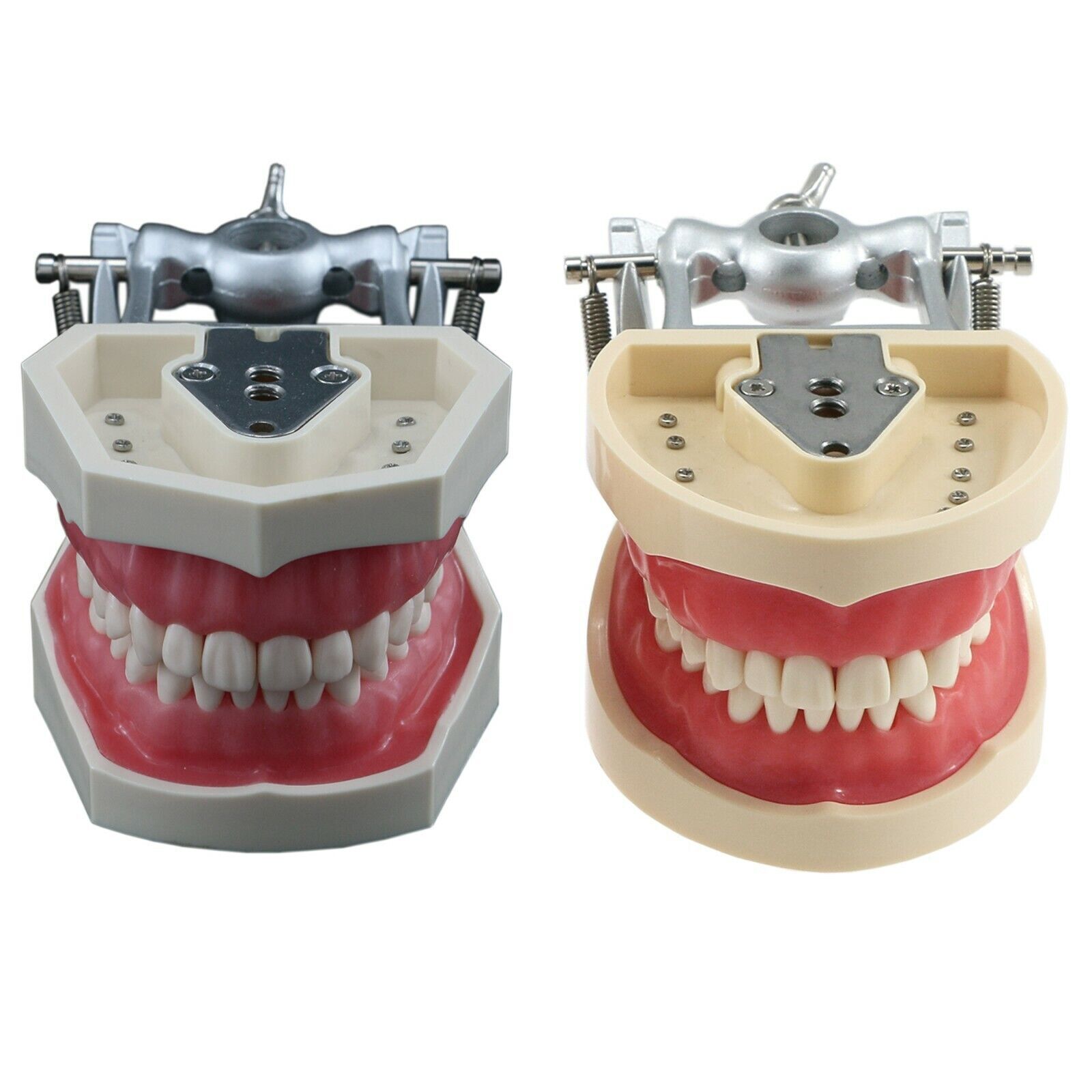 Dental Typodont 28/32Pcs Model Removable Teeth fit Kilgore NISSIN 200/500 Type