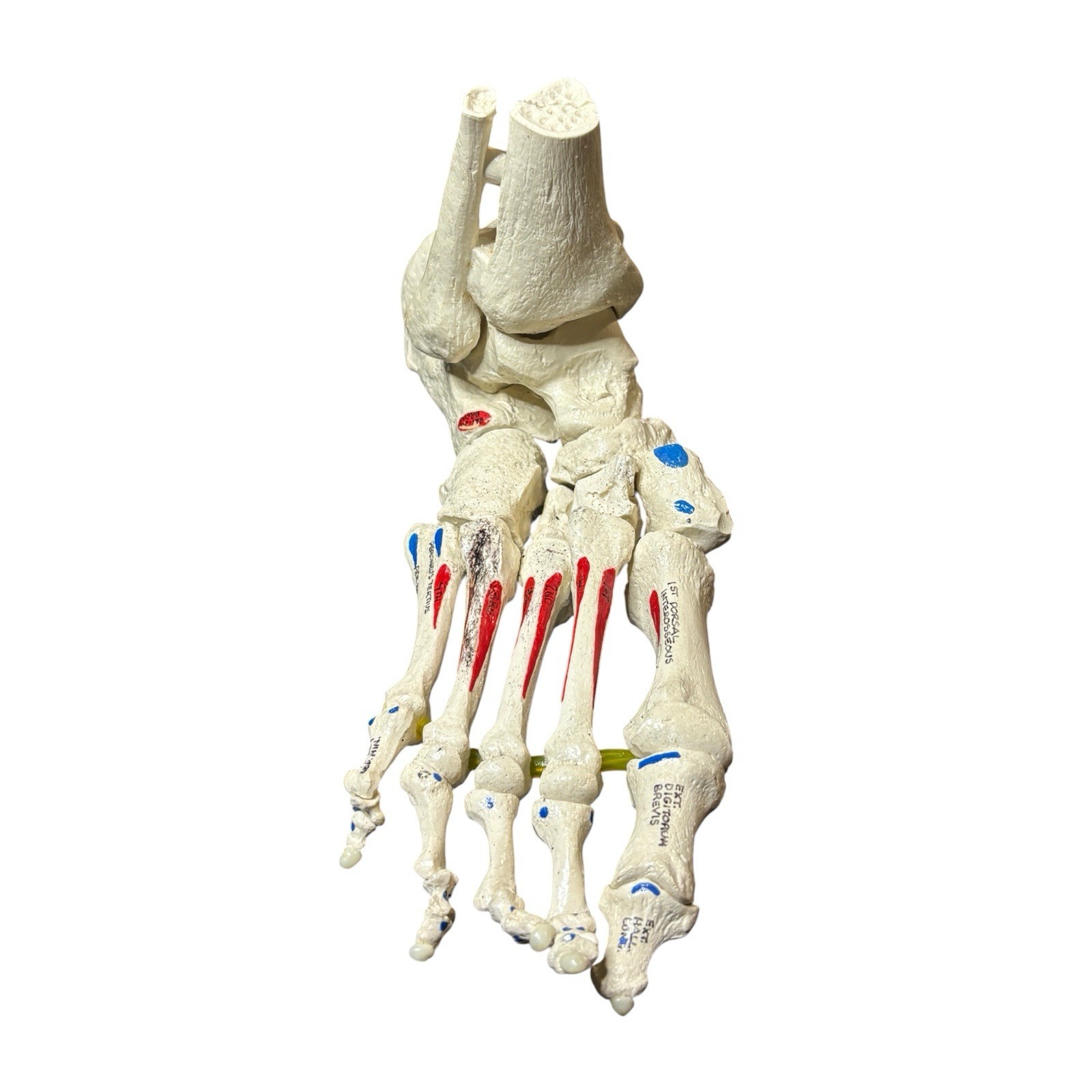 Medical Anatomical Model Human Foot Ankle Science Education Labeled Color Coded